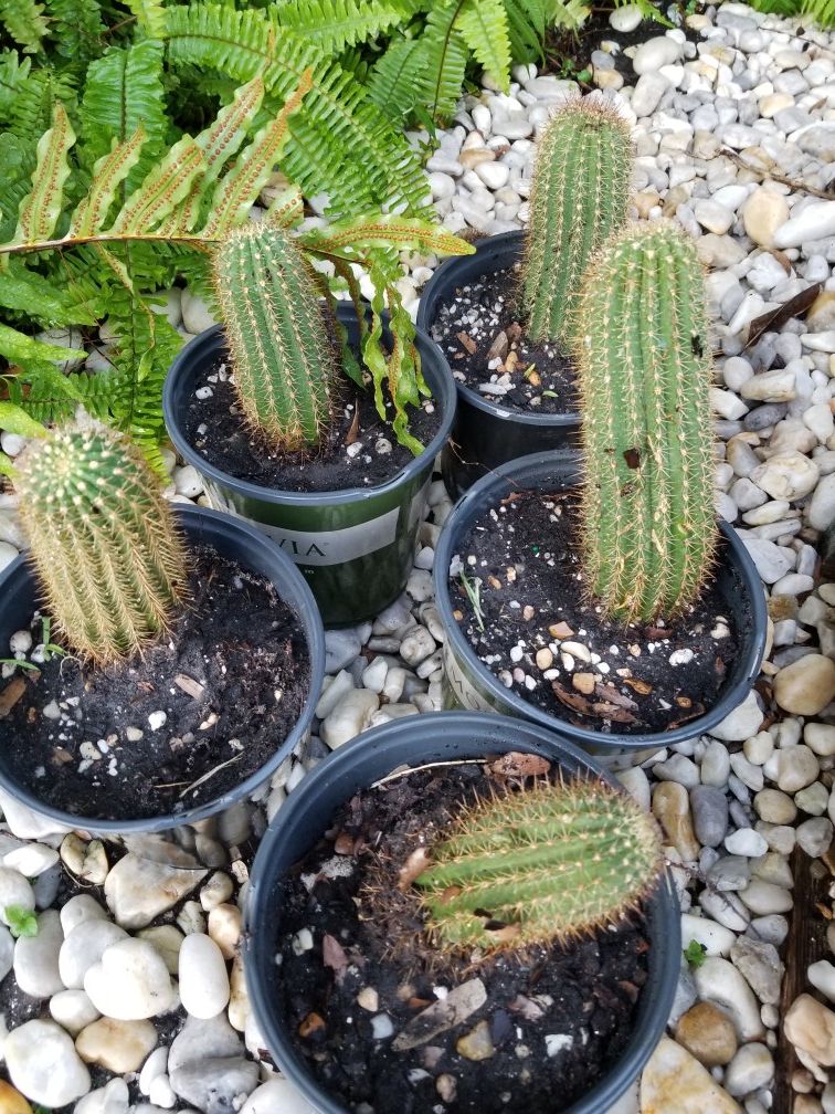 Cactus