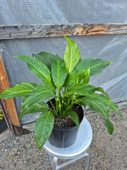 Peace Lily Plant 10" pot