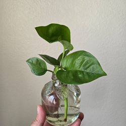 Global Green Pothos Live Plant cuttings
