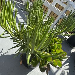 Various Succulents - Pot #1