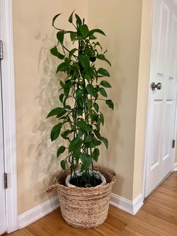 Devil's Ivy. /height: 54( Basket is included )