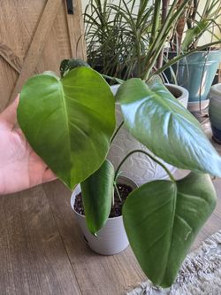 Monstera Deliciosa