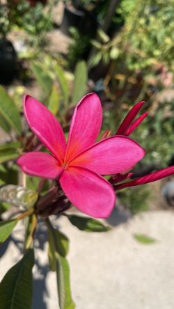 Plumerias en maceta de 5 Gallons su precio es $25