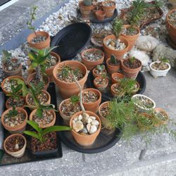 Plants In Mini Pots