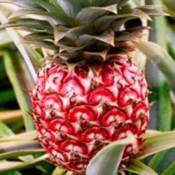 Red Mini Pineapple Fully Grown Plant 2 Gallon