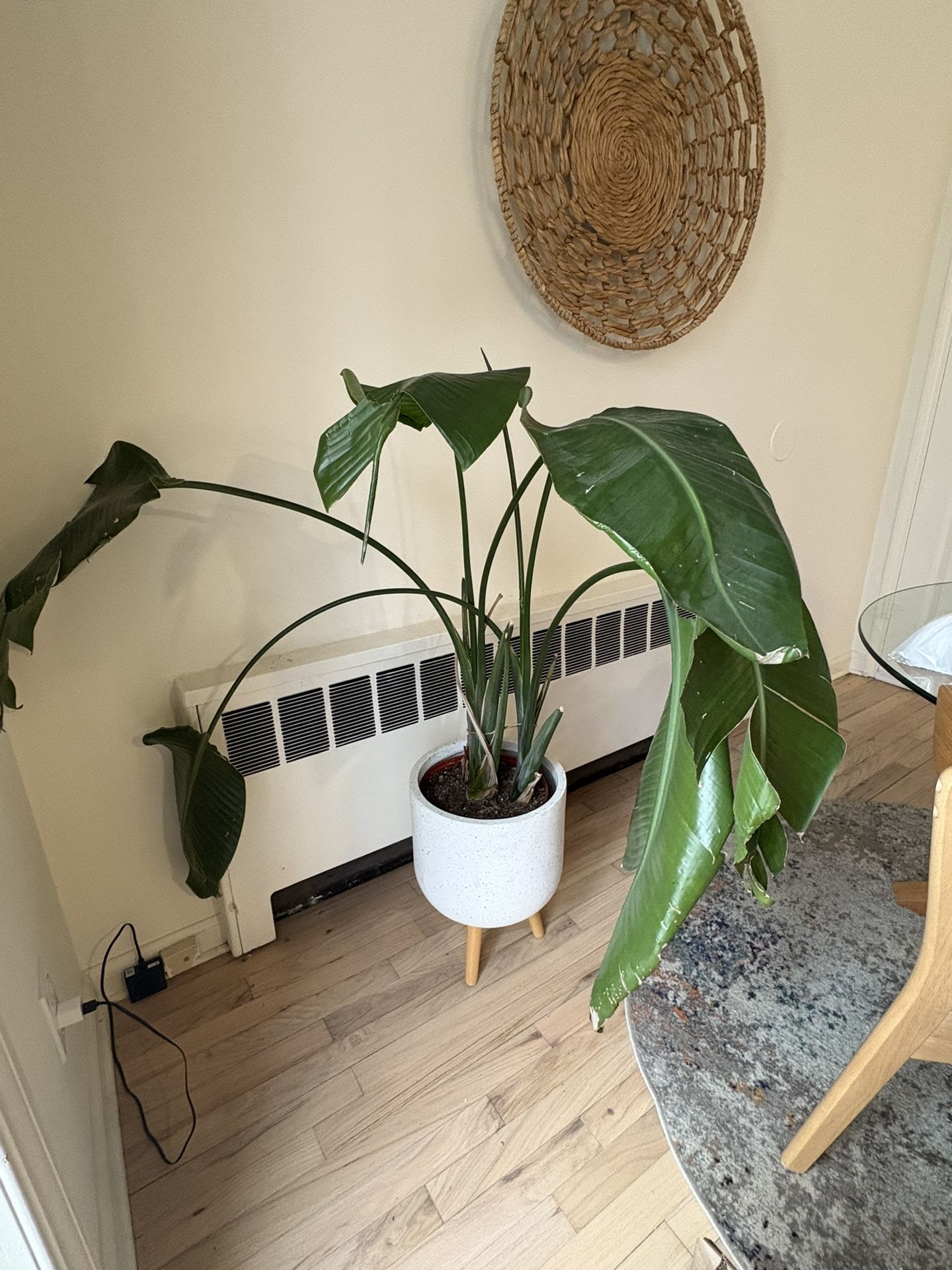 Healthy Birds Of Paradise Plant