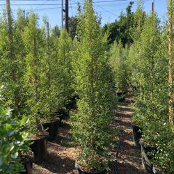 Eugenia Privacy Hedge