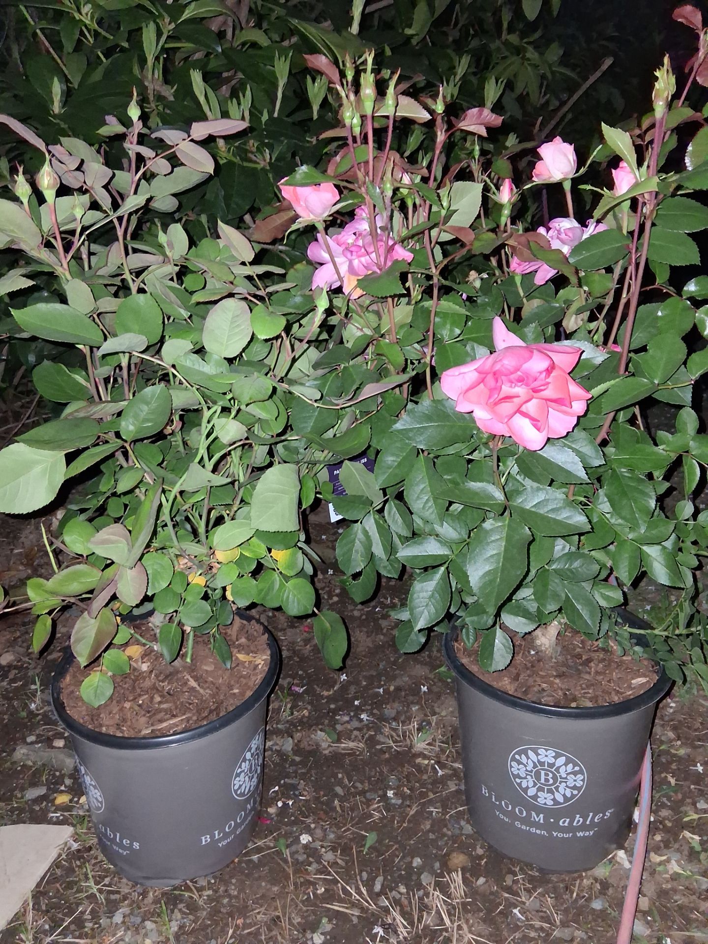 2 bloom-able rose bushes