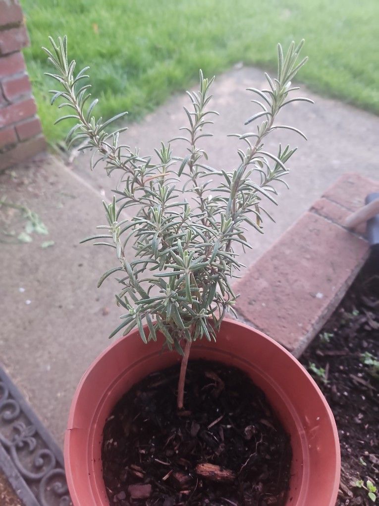 Rosemary