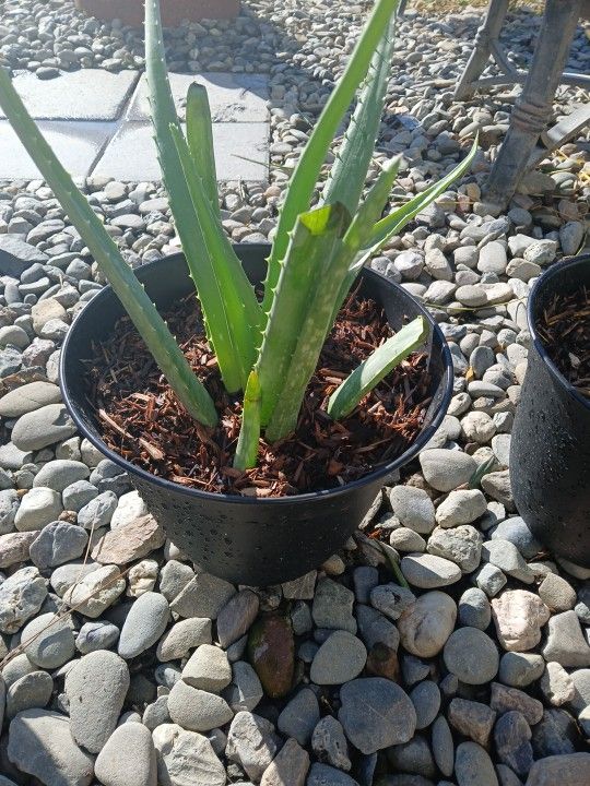 Medical Aleo Plant With Pot