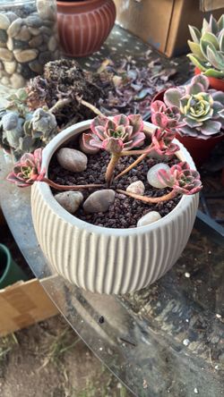 Korean succulent “ sweet tea”