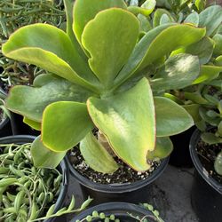 Succulents Plants 🪴 