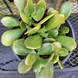 Jade Plant Live Plants 