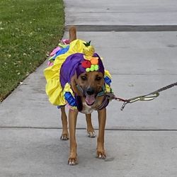 Dog Costume Halloween Party