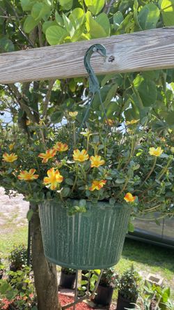 Beautiful Flower Basket – Colorful Blooms $12