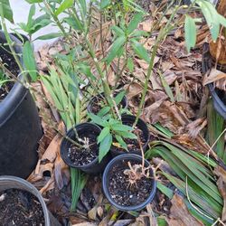 Best Offer! Bulk Collection of Plants! Must Go! Moving!