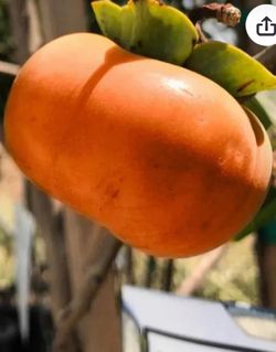 Japanese Giant Flat Fuyu Persimmon Tree