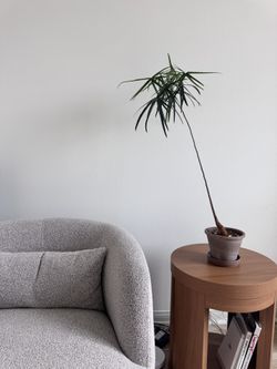 Brachychiton Rupestris “Queensland Bottle Tree”