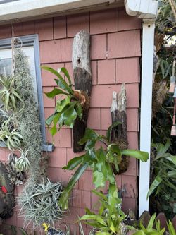 2 Young Staghorn Ferns , On Narrow Driftwood