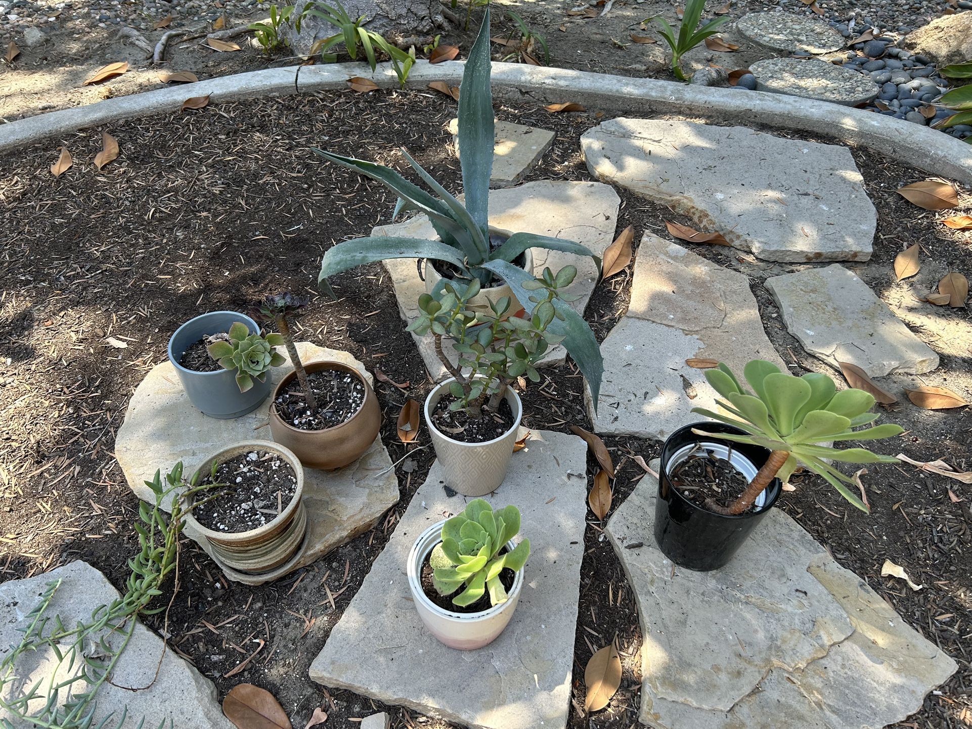 Succulents 
