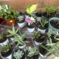 Plant Lovers Delight Neighborhood Plant Shop