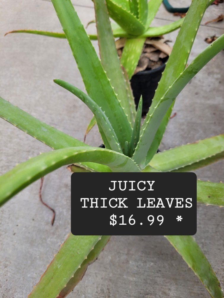 ALOE VERA PLANTS 2 Types , WIDE, THICK, JUICY LEAVES With Little Smell Not Bitter. SAVILA-gresa Y Jugosa