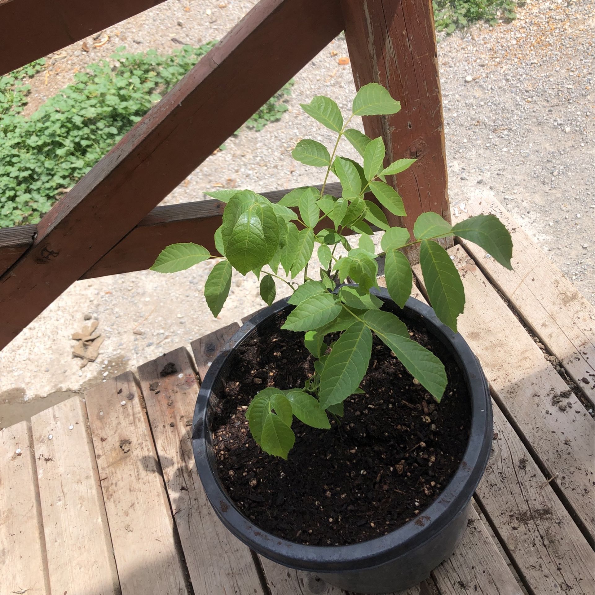 Old Black English Walnut Saplings