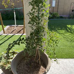Goji Berry Bush - $20