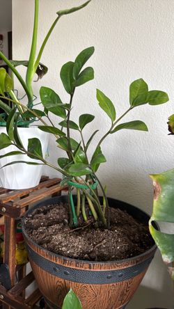 zz plant