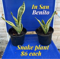 Snake plant for sale