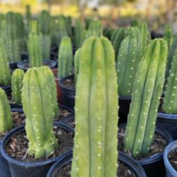 San Pedro Cactus