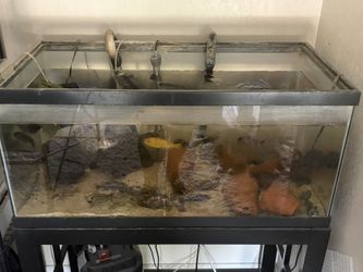 40 Gallon Aquarium