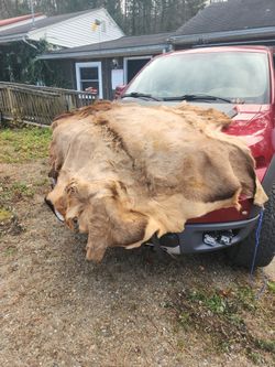 Elk Fur.  Large Winter Elk Fur Rug
