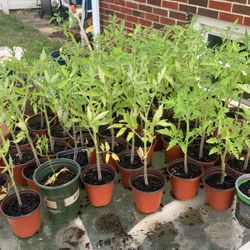 Free Plants For Sale  ( TOMATOES 🍅 )