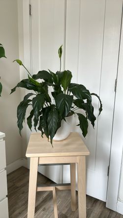 Peace lily 