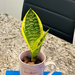 Sensevieria plant in Ceremic mug