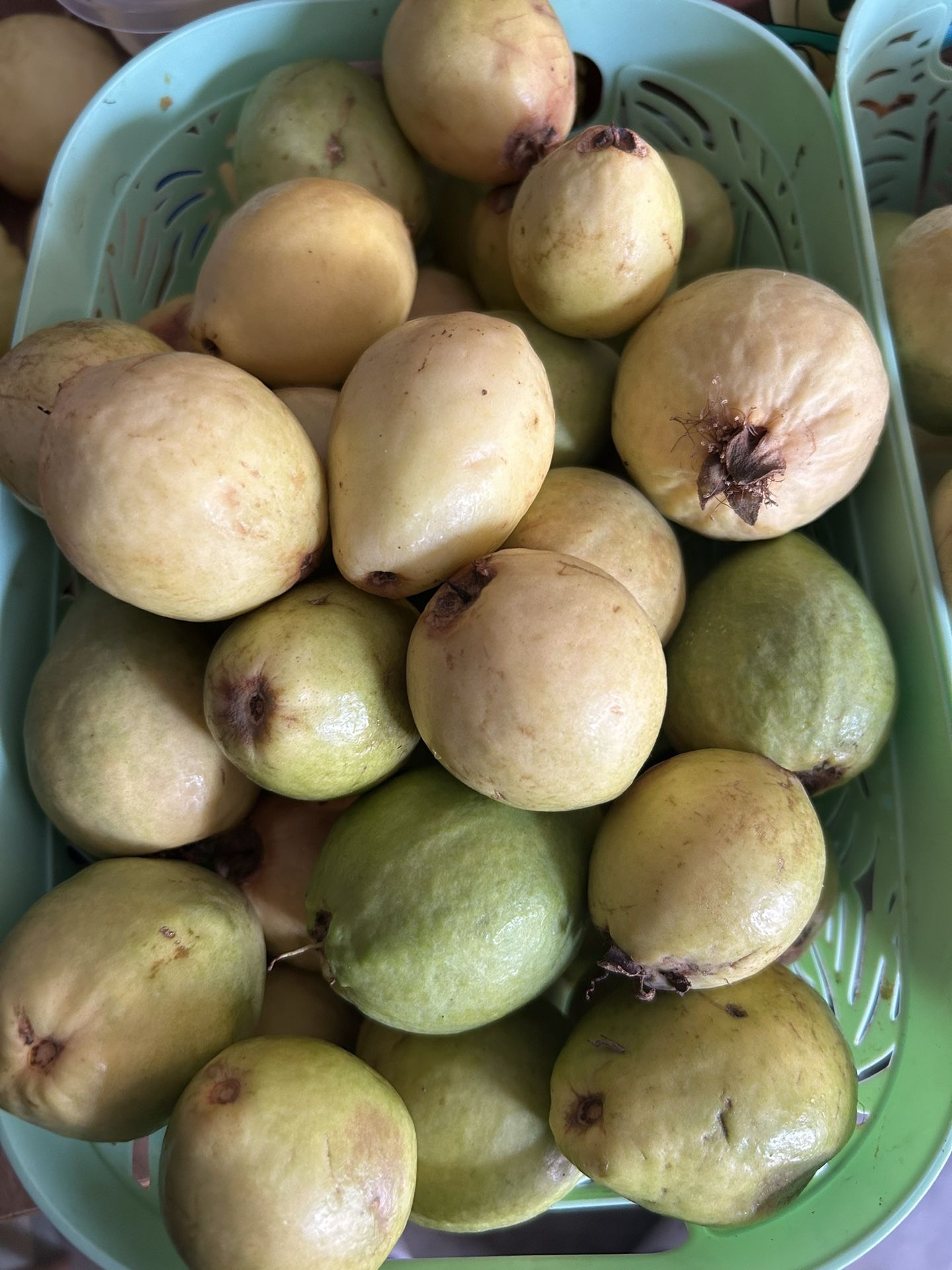 Guaya