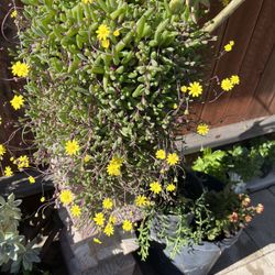 Ruby Necklace Full Grown Plant 
