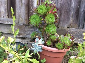 A Nice plants in a big size put