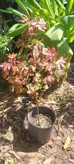 Cranberry edible hibiscus (Roseselle)