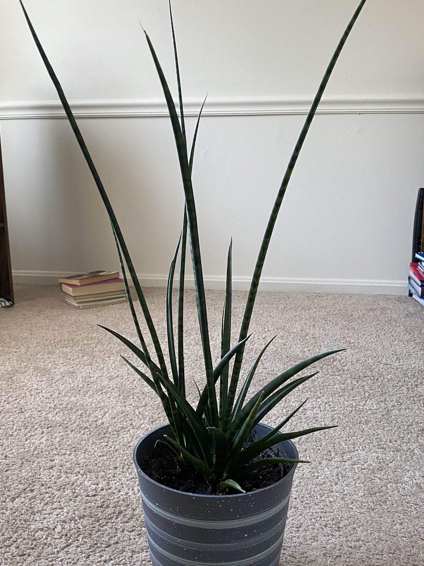 Live sansevieria bacularis plant with pot