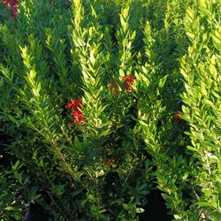 Dwarf Ixora Privacy Hedge Plants 🌿 3gl $6