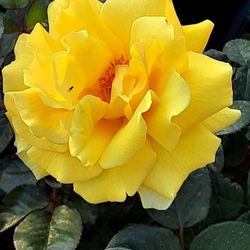 Rosas diferente Colores $12