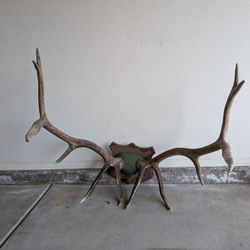 antlers