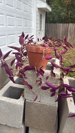 Plant