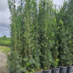 Huge Productions Over 6 To 7 Feet Tall Instant Privacy Hedge For Fence