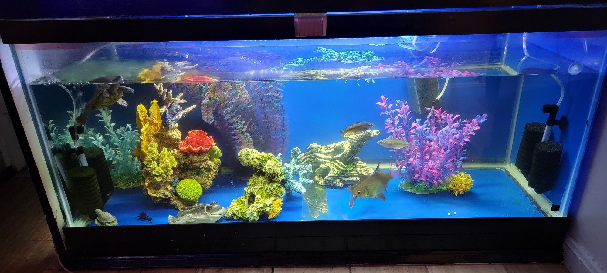 Big Fish Tank With 3 Filters.5 Fishes ,2 Plecos.and Decor And One Turtle