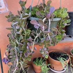 Succulent
