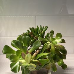Succulent With Glass 