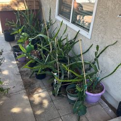 Dragon Fruit Cuttings 